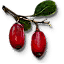 Tw3 berbercane fruit