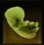endrega embryo