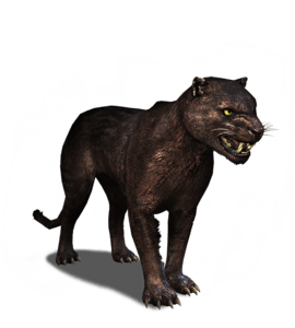 Panther | The Witcher 3 Wiki